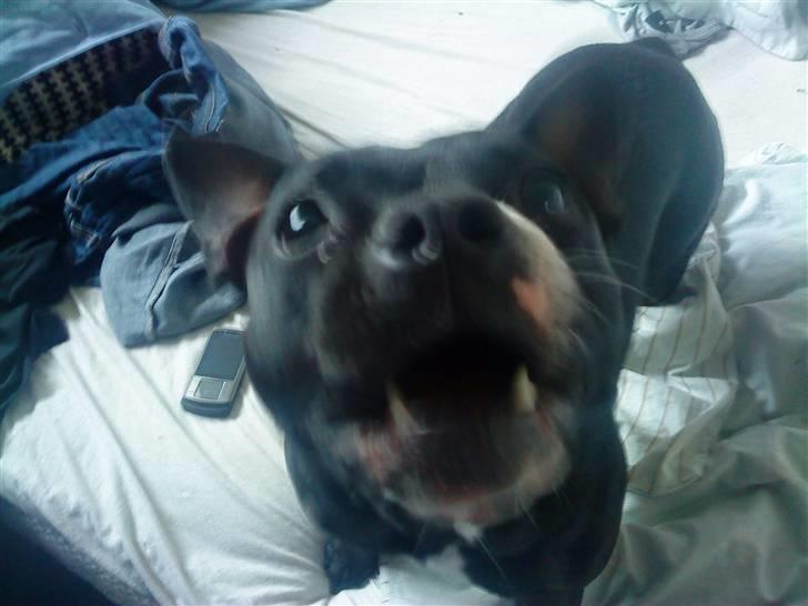 Blanding af racer ALBA - Vuff :D billede 9