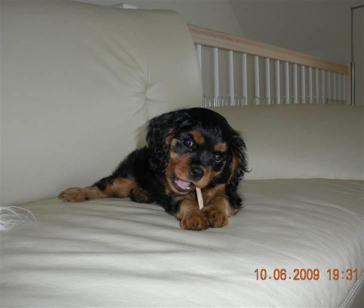 Cavalier king charles spaniel Cavalierhyttens Bella. billede 1