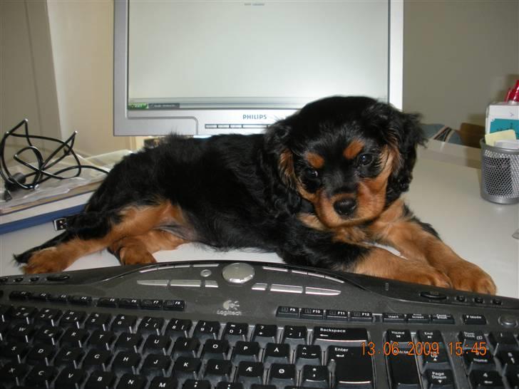 Cavalier king charles spaniel Cavalierhyttens Bella. billede 2