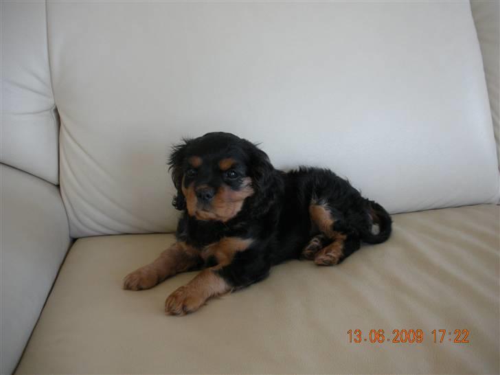 Cavalier king charles spaniel Cavalierhyttens Bella. billede 3