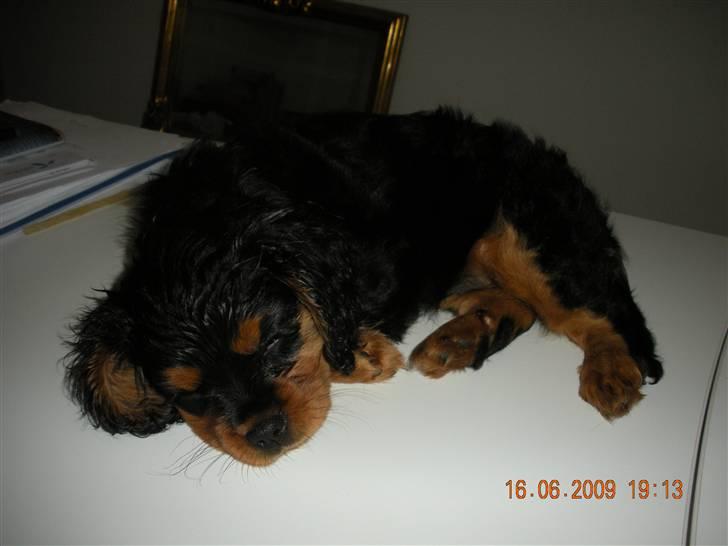 Cavalier king charles spaniel Cavalierhyttens Bella. billede 4
