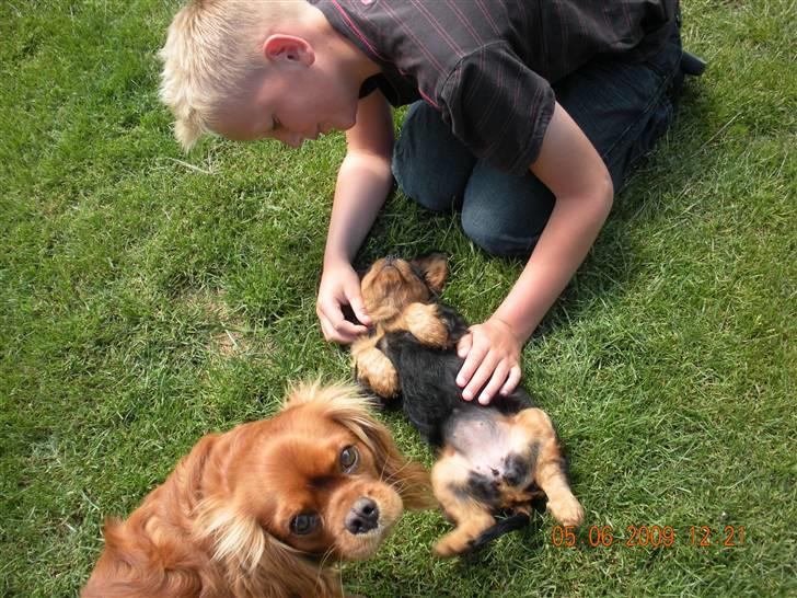 Cavalier king charles spaniel Cavalierhyttens Bella. billede 5