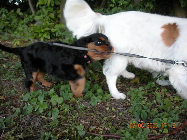 Cavalier king charles spaniel Cavalierhyttens Bella. billede 6