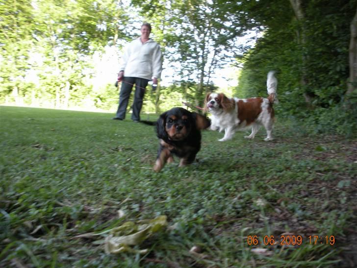Cavalier king charles spaniel Cavalierhyttens Bella. billede 7