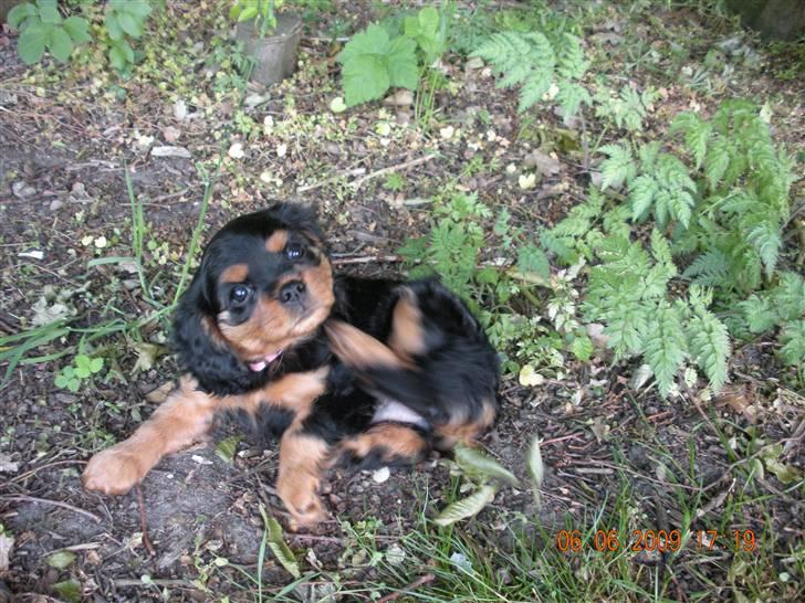 Cavalier king charles spaniel Cavalierhyttens Bella. billede 8