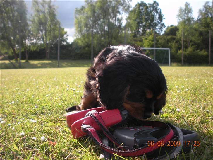 Cavalier king charles spaniel Cavalierhyttens Bella. billede 9