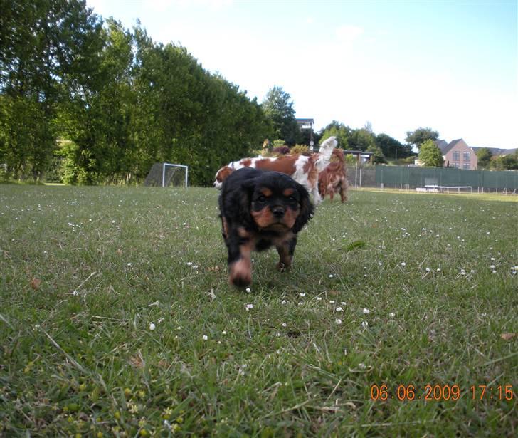 Cavalier king charles spaniel Cavalierhyttens Bella. billede 10
