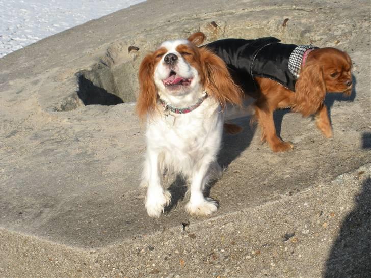 Cavalier king charles spaniel Lady DØD DEN 29 SEP 2011. billede 8