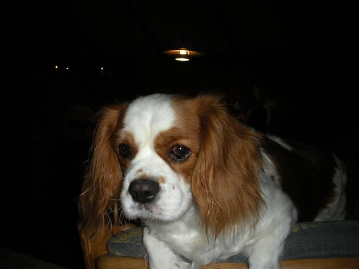 Cavalier king charles spaniel Lady DØD DEN 29 SEP 2011. billede 9