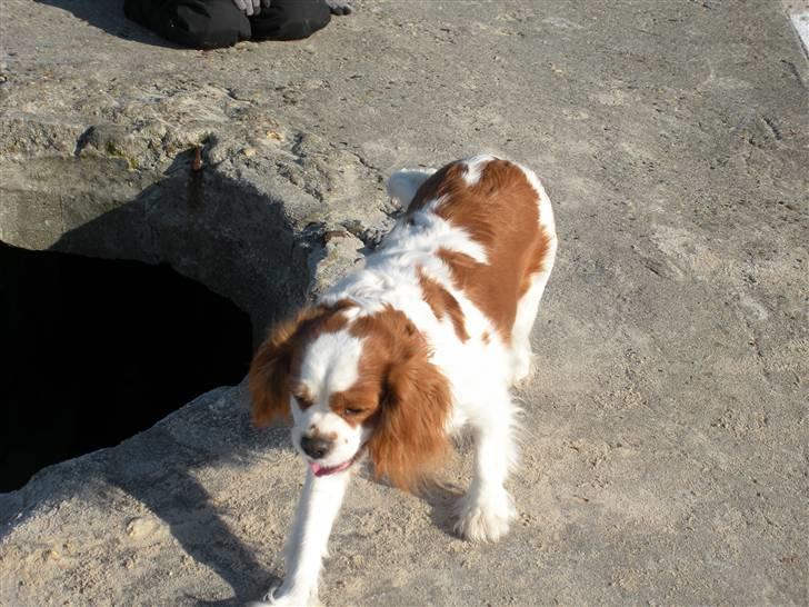 Cavalier king charles spaniel Lady DØD DEN 29 SEP 2011. billede 10
