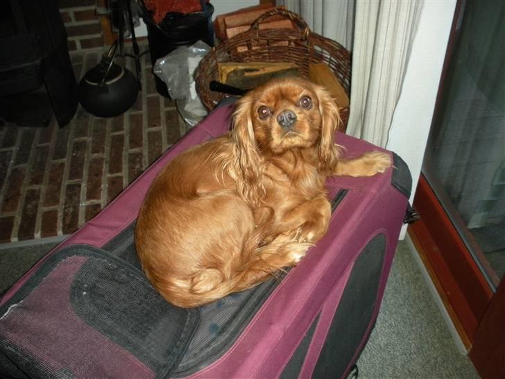 Cavalier king charles spaniel Mille DØD den 29 Juni 2012. billede 12