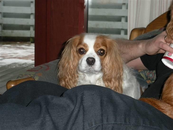 Cavalier king charles spaniel Molly Død 1 Februar 2010. billede 8