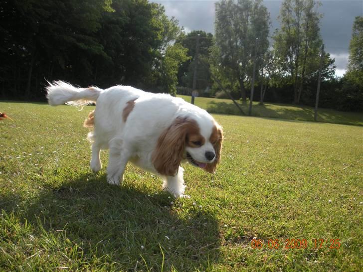 Cavalier king charles spaniel Molly Død 1 Februar 2010. billede 9