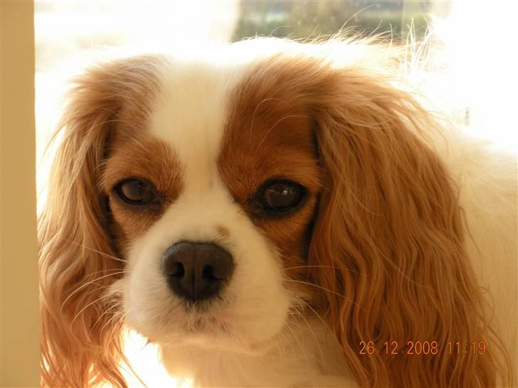 Cavalier king charles spaniel Molly Død 1 Februar 2010. billede 10