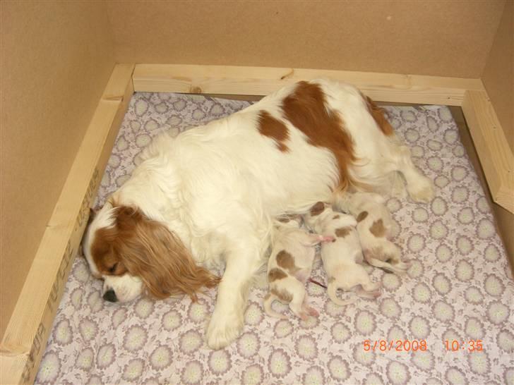 Cavalier king charles spaniel Molly Død 1 Februar 2010. billede 11