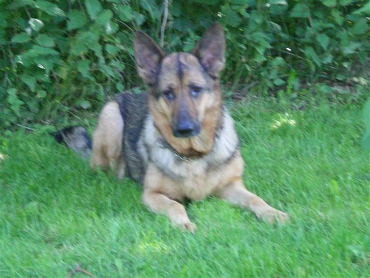 Schæferhund Håbets Cora billede 7