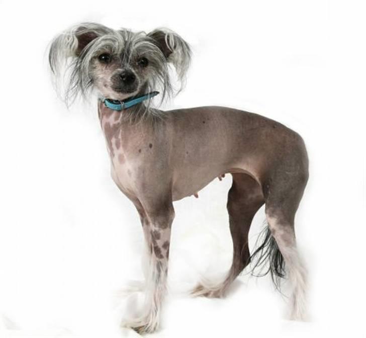 Chinese crested hårløs Cookie aka She Santa - Model pigen billede 2