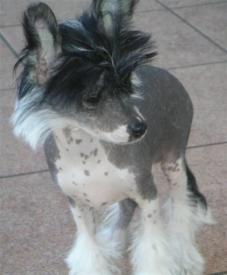 Chinese crested hårløs Cookie aka She Santa - Billed af Cookie fra tidligere ejers tid... billede 3