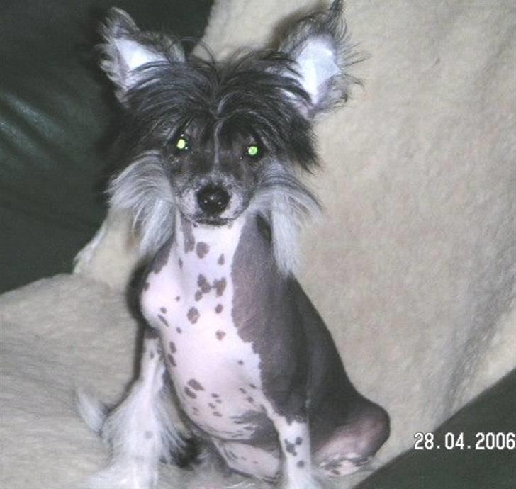 Chinese crested hårløs Cookie aka She Santa - Billed af Cookie fra tidligere ejers tid... billede 4