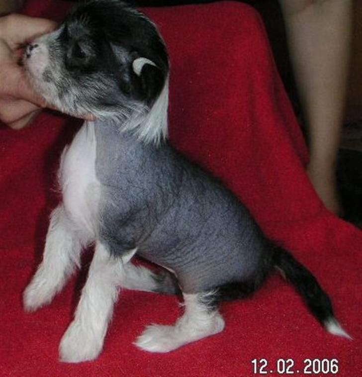 Chinese crested hårløs Cookie aka She Santa - Billed af Cookie fra tidligere ejers tid... billede 5