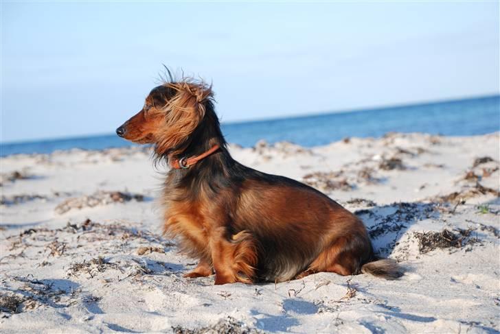 Miniature gravhund Bornebuschs Daisy - Daisy ved Havlykkestand juni 09 billede 10