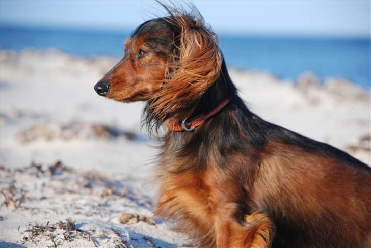 Miniature gravhund Bornebuschs Daisy - Daisy ved Havlykkestrand juni 09 billede 11