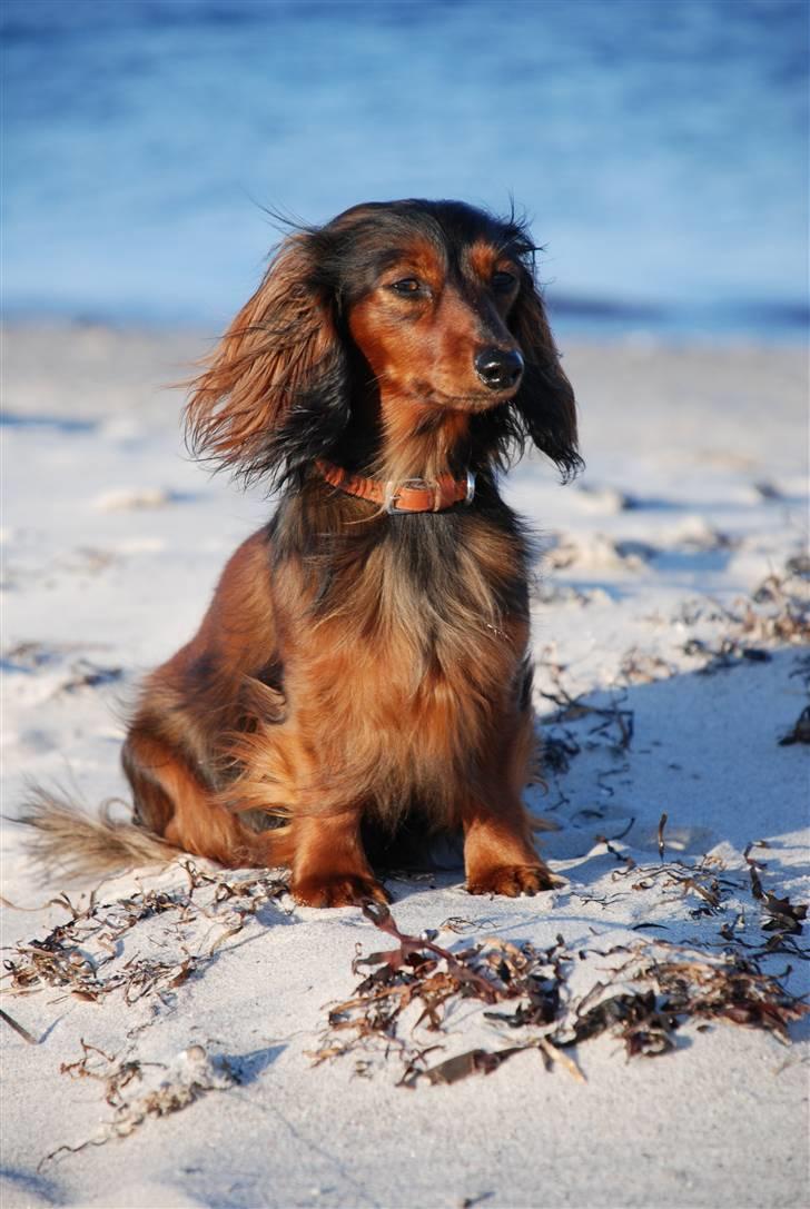 Miniature gravhund Bornebuschs Daisy - Daisy ved Havlykkestrand juni 09 billede 12