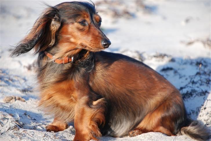 Miniature gravhund Bornebuschs Daisy - Daisy ved Havlykkestrand juni 09 billede 13