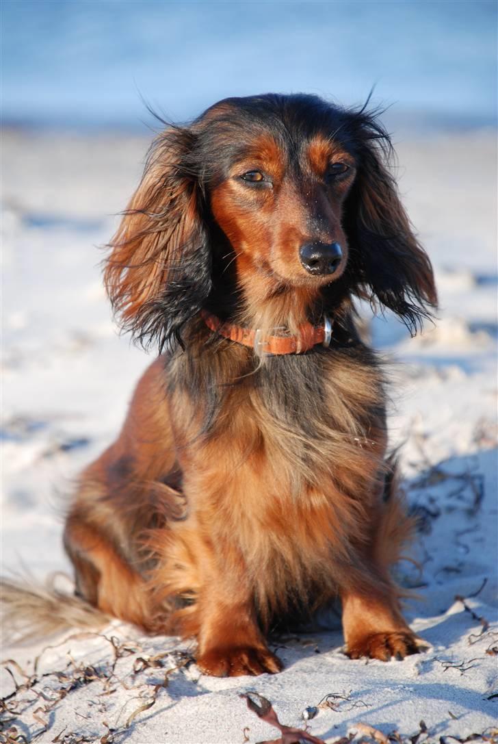 Miniature gravhund Bornebuschs Daisy - Daisy ved Havlykkestrand juni 09 billede 14