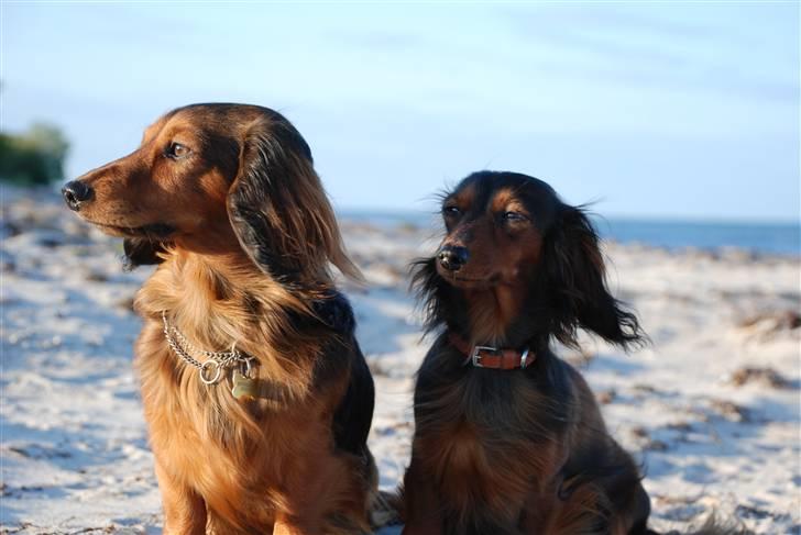 Miniature gravhund Bornebuschs Daisy - Daisy og Diamond ved Havlykkestrand juni 09 billede 15