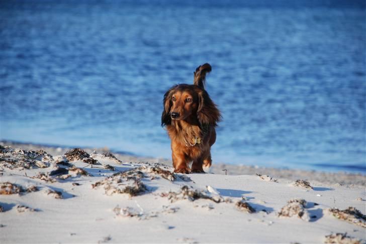 Gravhund Den pals Diamond Danser - Daimond ved Havlykkestrand juni 09 billede 9