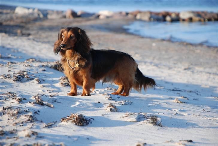 Gravhund Den pals Diamond Danser - Daimond ved Havlykkestrand juni 09 billede 10