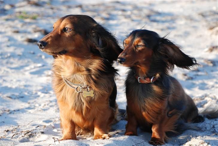 Gravhund Den pals Diamond Danser - Daisy og Diamond ved Havlykkestrand juni 09 billede 17