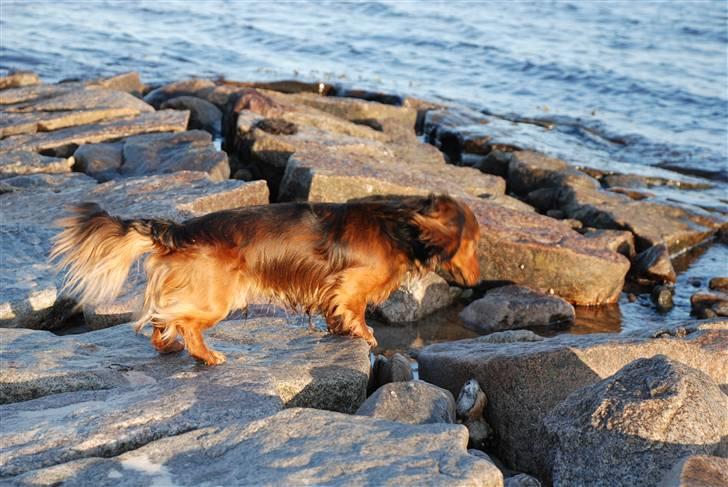 Gravhund Den pals Diamond Danser - Daimond ved Havlykkestrand juni 09 billede 19