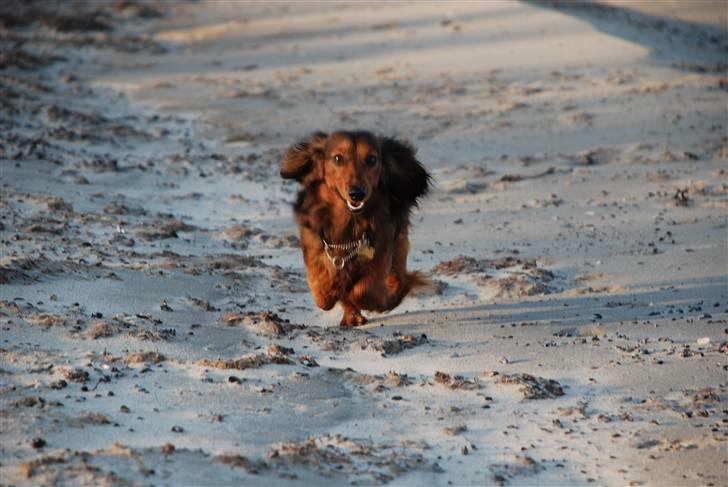 Gravhund Den pals Diamond Danser - Daimond ved Havlykkestrand juni 09 billede 20