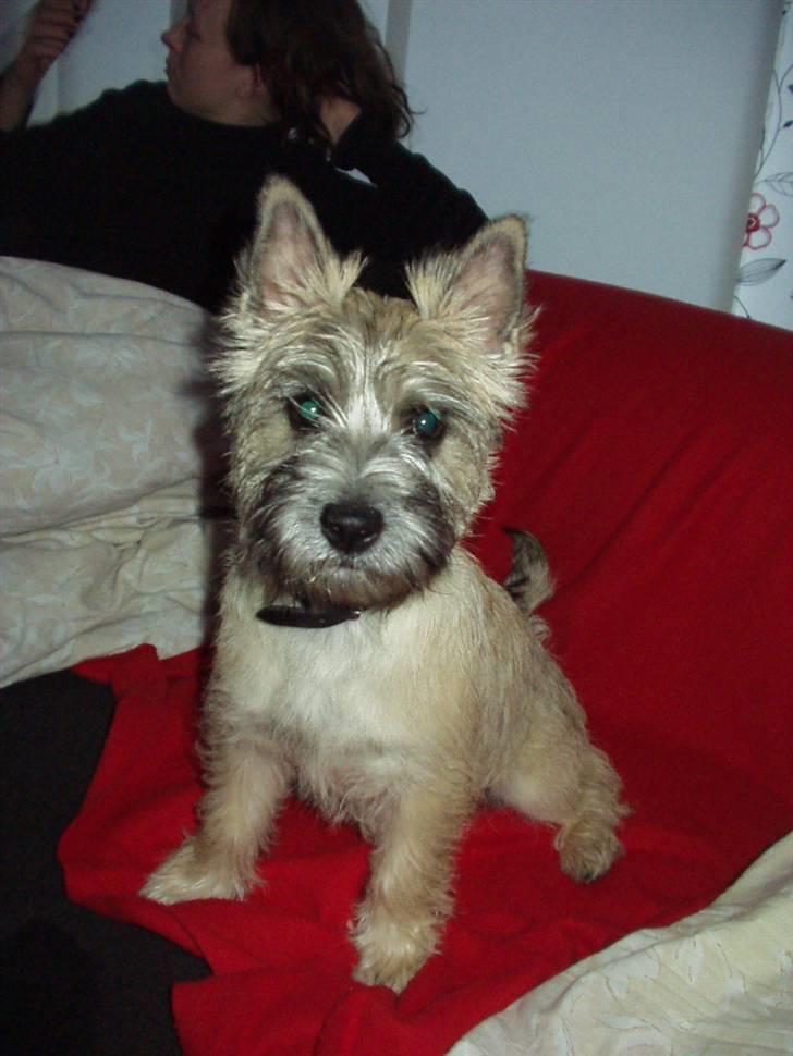 Cairn terrier Molly<3 billede 15