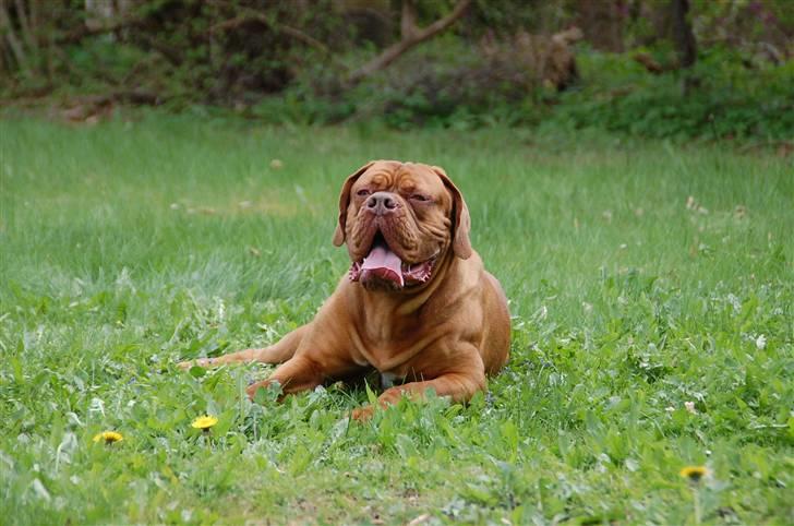 Dogue de bordeaux Shadow of Oak Bombay - Nyt Maj 2010 billede 3