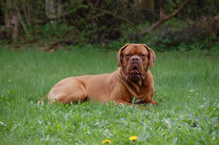 Dogue de bordeaux Shadow of Oak Bombay - Nyt Maj 2010 billede 2