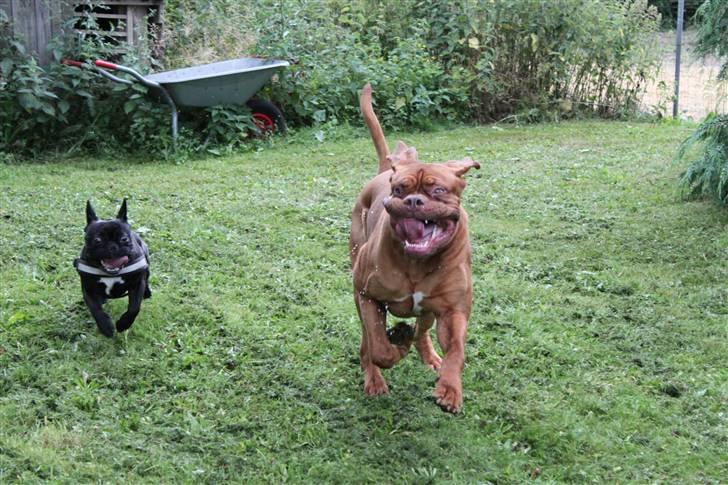Dogue de bordeaux Shadow of Oak Bombay - Yeeees,så kom fætter Viffer endelig på ferie hos mig,så skal der råhygges billede 11