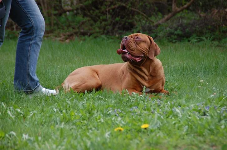 Dogue de bordeaux Shadow of Oak Bombay - Min moaar billede 5