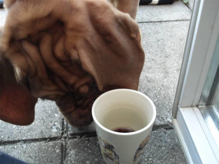 Dogue de bordeaux Shadow of Oak Bombay - Er det mon mig der er billede af... billede 19