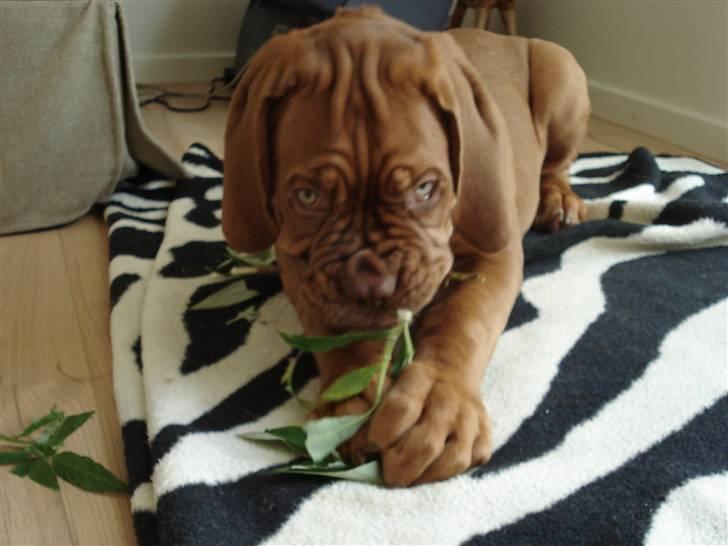Dogue de bordeaux Shadow of Oak Bombay - Det her må jeg da godt ik...det er så sundt med grønt.. billede 20