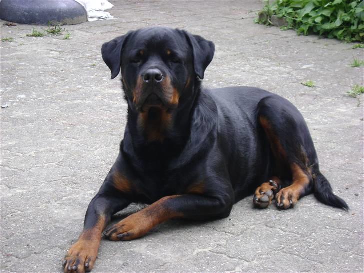 Rottweiler tiki billede 1