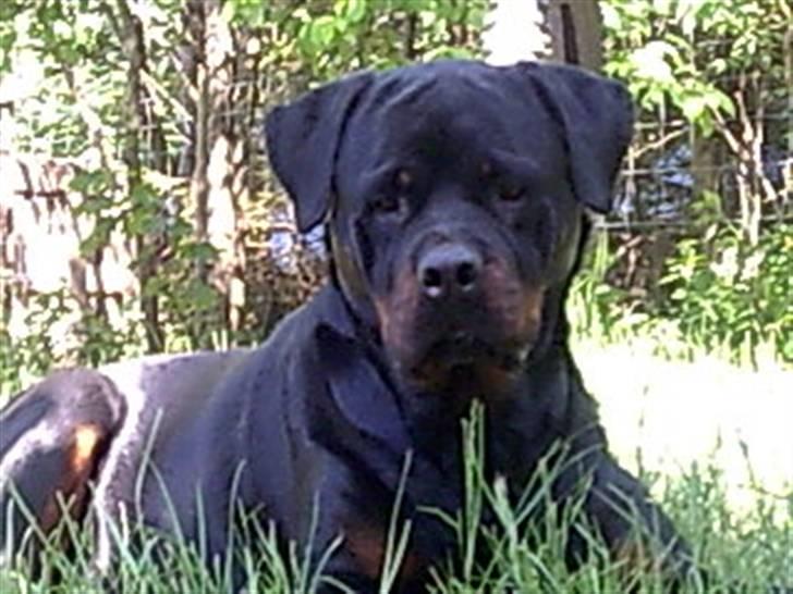 Rottweiler tiki billede 2