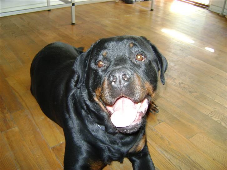 Rottweiler tiki billede 3