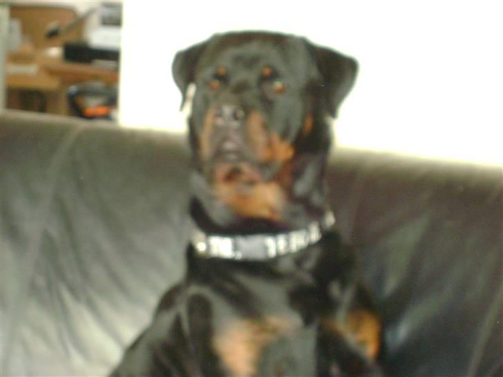 Rottweiler tiki billede 4