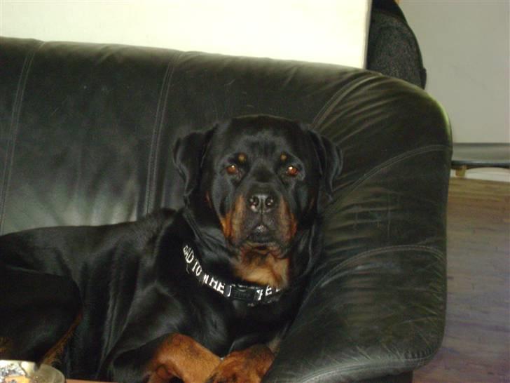 Rottweiler tiki billede 5