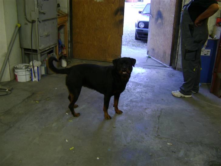 Rottweiler tiki billede 6