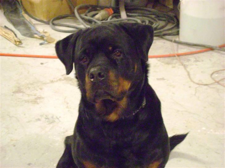 Rottweiler tiki billede 7