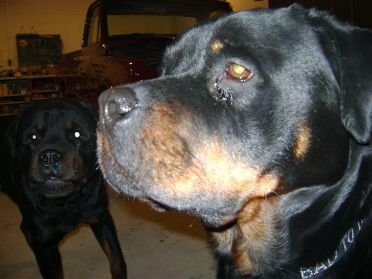Rottweiler tiki billede 8